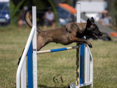 Agility tiska