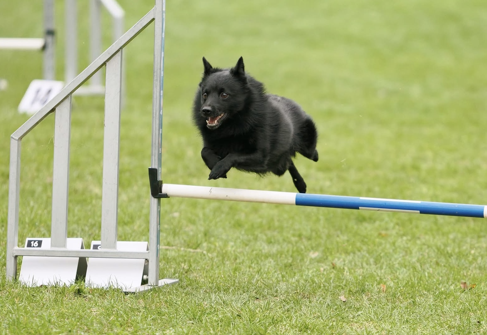 Sélectif GPF AGILITY