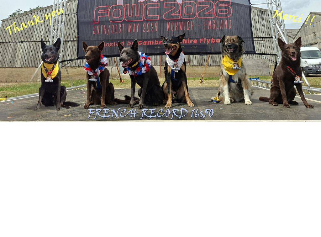 Championnat du monde_Flyball_2026